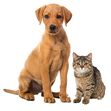 Dog and cat